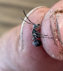 Polyrhachis wellmani