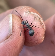 Polyrhachis wellmani