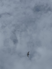 Sterna hirundo hirundo