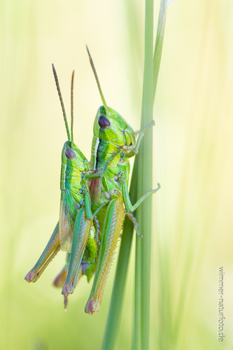 Small Gold Grasshopper