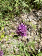 Centaurea scabiosa scabiosa