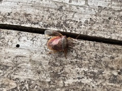 Dendrocoris humeralis