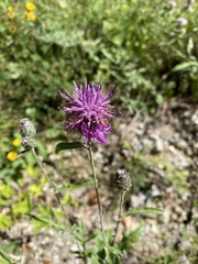 Centaurea scabiosa scabiosa