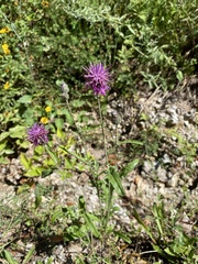 Centaurea scabiosa scabiosa