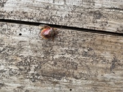 Dendrocoris humeralis