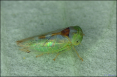 Viridicerus ustulatus