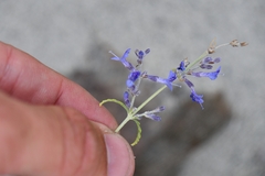 Salvia abrotanoides