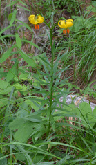 Lilium albanicum