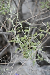 Salvia abrotanoides