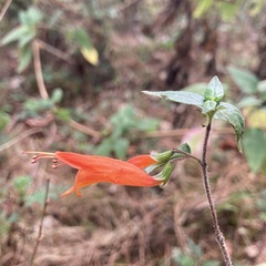 Clinopodium macrostemum
