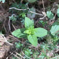 Clinopodium macrostemum