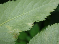 Plasmopara angelicae