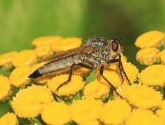 Eutolmus rufibarbis