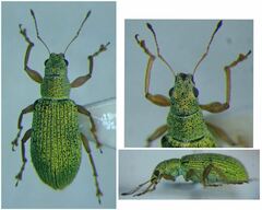 Polydrusus impressifrons