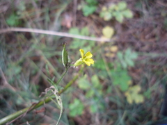 Erysimum canum