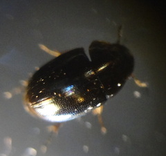 Hydrophilidae