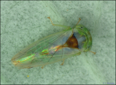 Viridicerus ustulatus