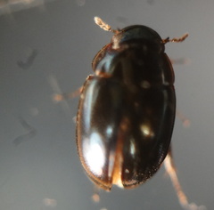 Hydrophilidae