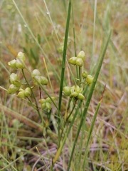Scheuchzeria palustris