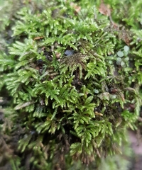 Hyocomium armoricum