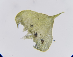 Hyocomium armoricum