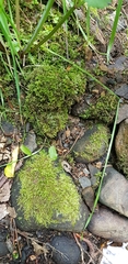 Hyocomium armoricum