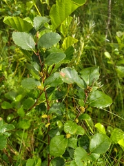 Betula humilis