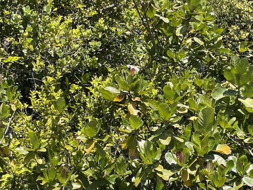 Gardenia imperialis, photograph 5
