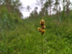 Carex heleonastes