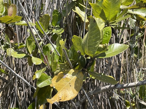 Gardenia imperialis, photograph 6