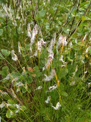 Trichophorum alpinum