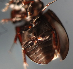 Hydrophilidae