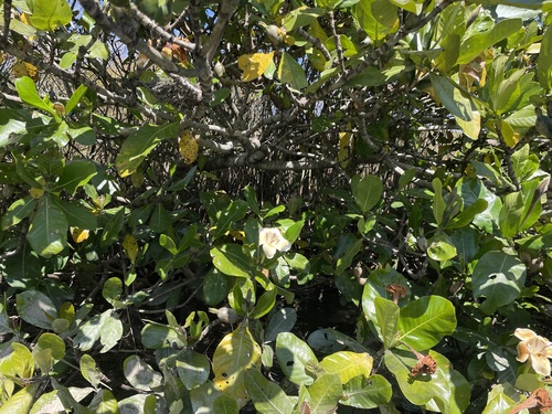 Gardenia imperialis, photograph 4