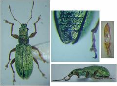 Polydrusus impressifrons