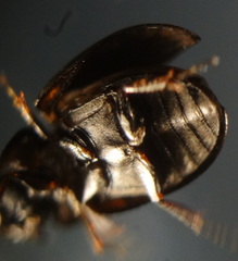 Hydrophilidae
