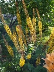 Ligularia przewalskii