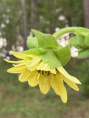 Silphium glutinosum
