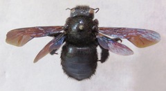 Xylocopa gualanensis