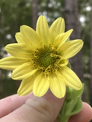 Silphium glutinosum