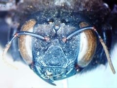 Xylocopa gualanensis