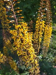 Ligularia przewalskii