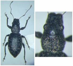 Brachyderes pubescens