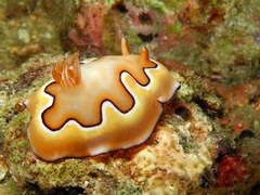 Goniobranchus coi