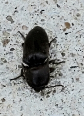 Diplostethus texanus