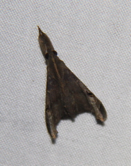 Palthis asopialis