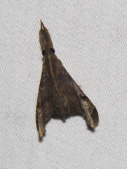Palthis asopialis