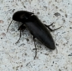 Diplostethus texanus