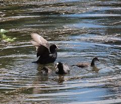 Fulica atra