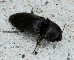Diplostethus texanus