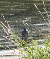 Ardea cinerea